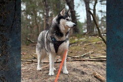 Arctic Nova